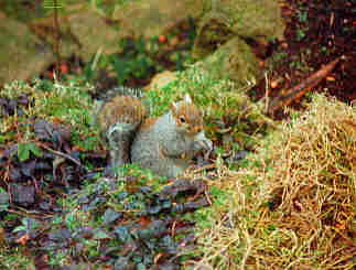 Some regular garden visitors are squirrels