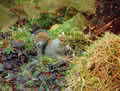 A Cragg Vale squirrel, garden visitor